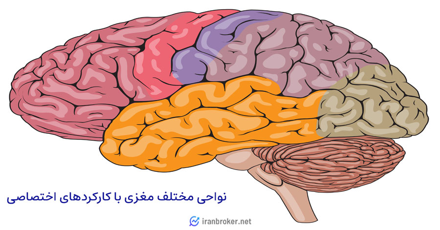 بخش‌های مختلف مغزی